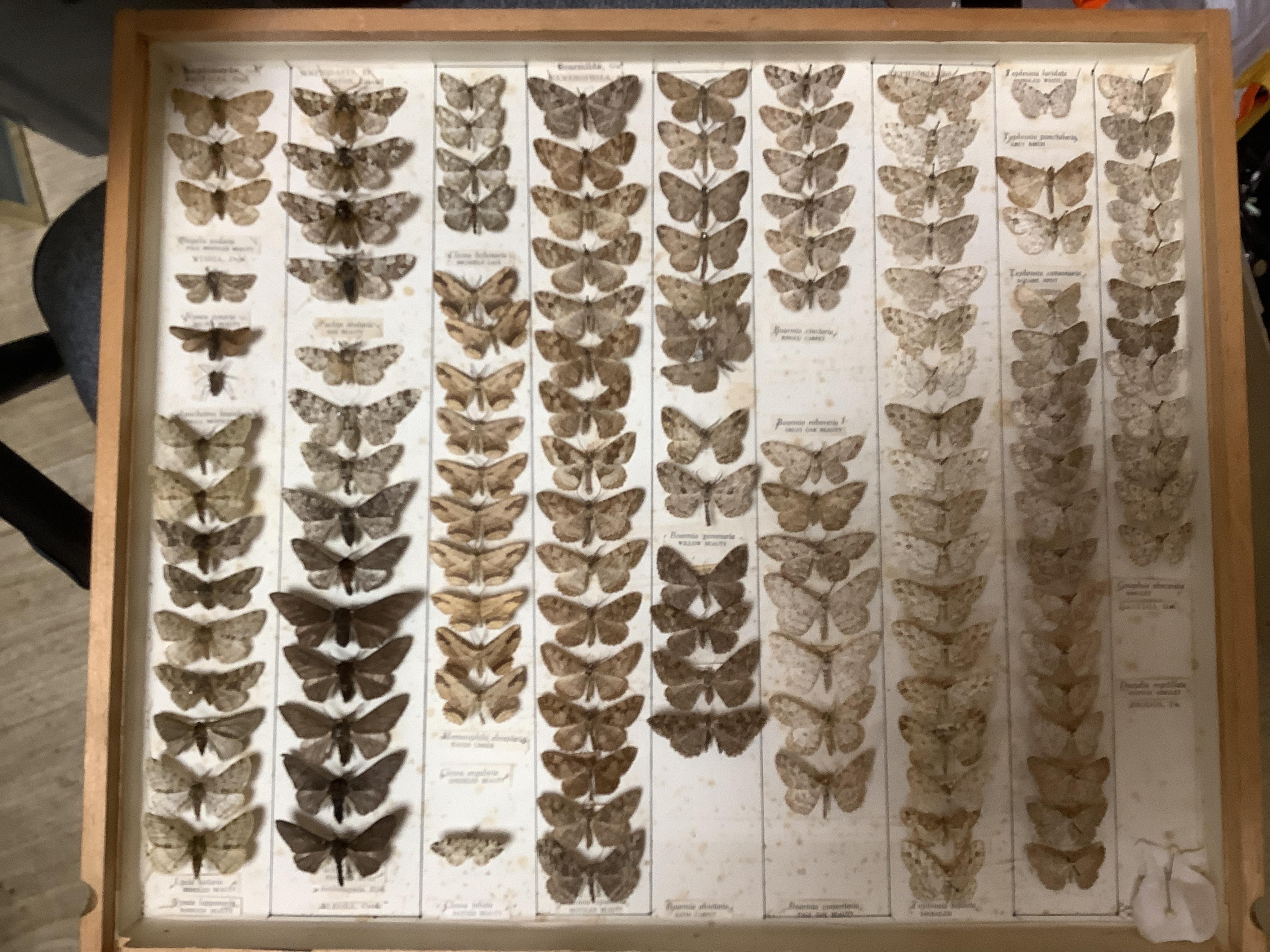 A Victorian ten drawer mahogany collector’s cabinet, containing a large selection of taxidermy moths, the contents checked against the UK register, each drawer with glazed cover, with a lockable glazed main door and orig